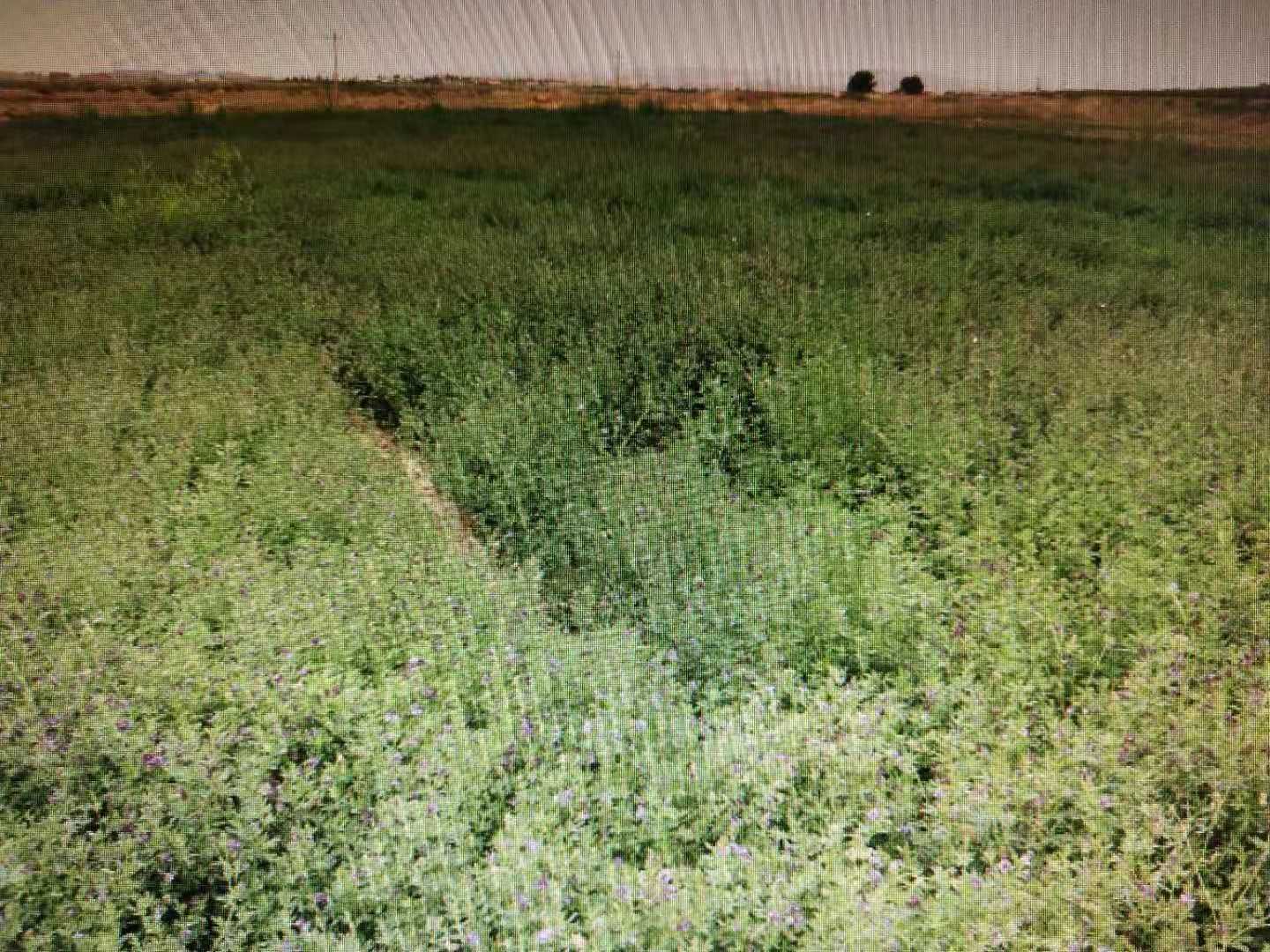 包头市草原站苜蓿施肥小区试验6