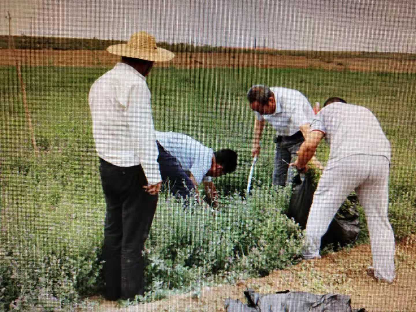 包头市草原站苜蓿施肥小区试验5