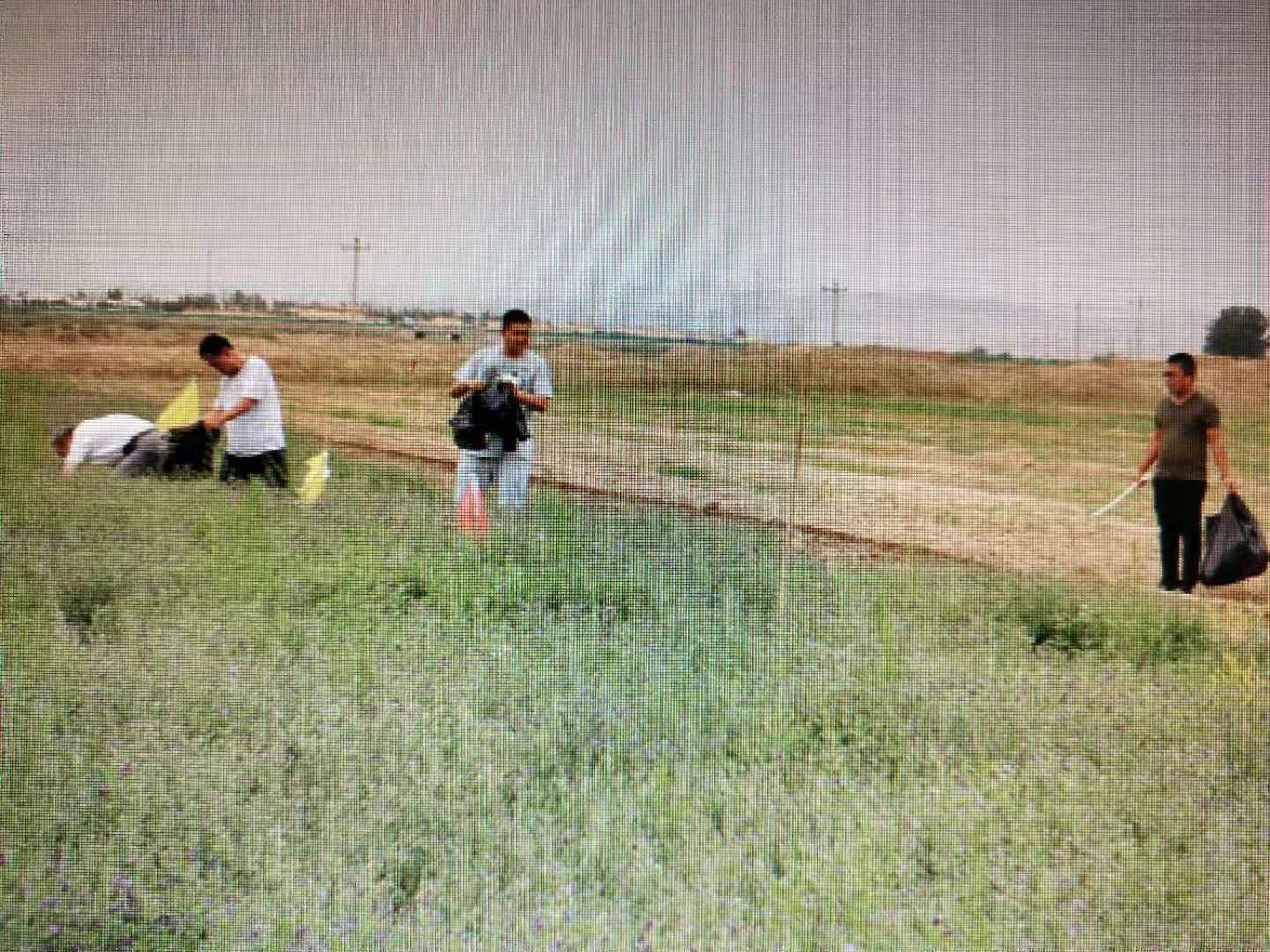 包头市草原站苜蓿施肥小区试验4