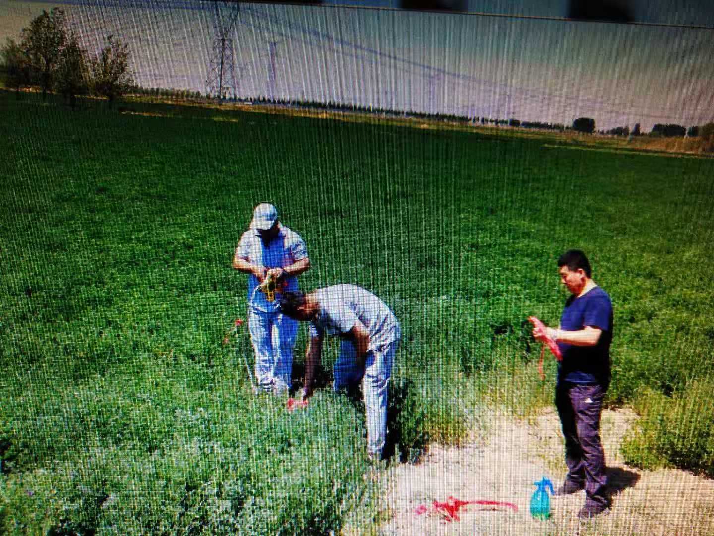 包头市草原站苜蓿施肥小区试验3