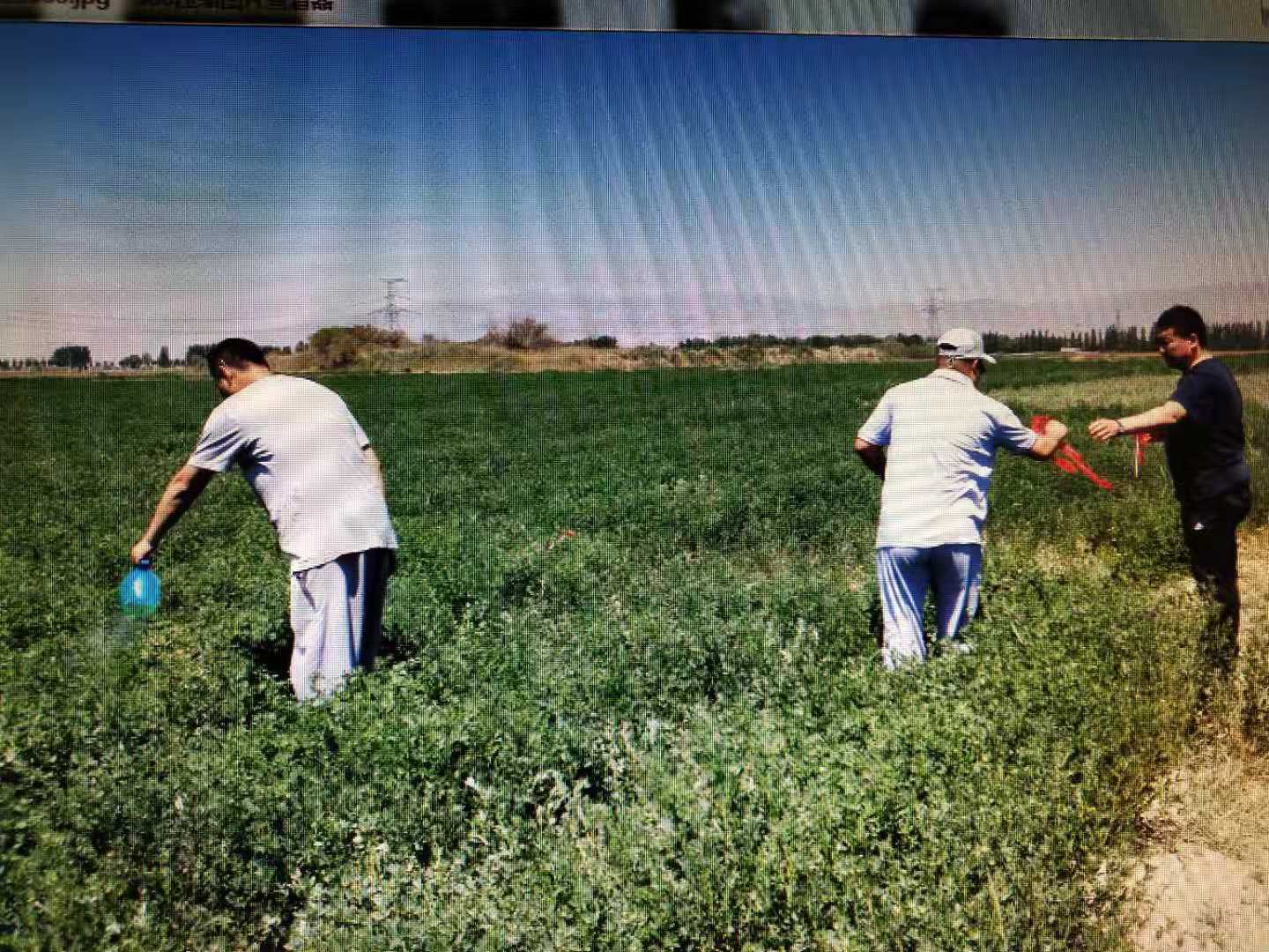 包头市草原站苜蓿施肥小区试验2