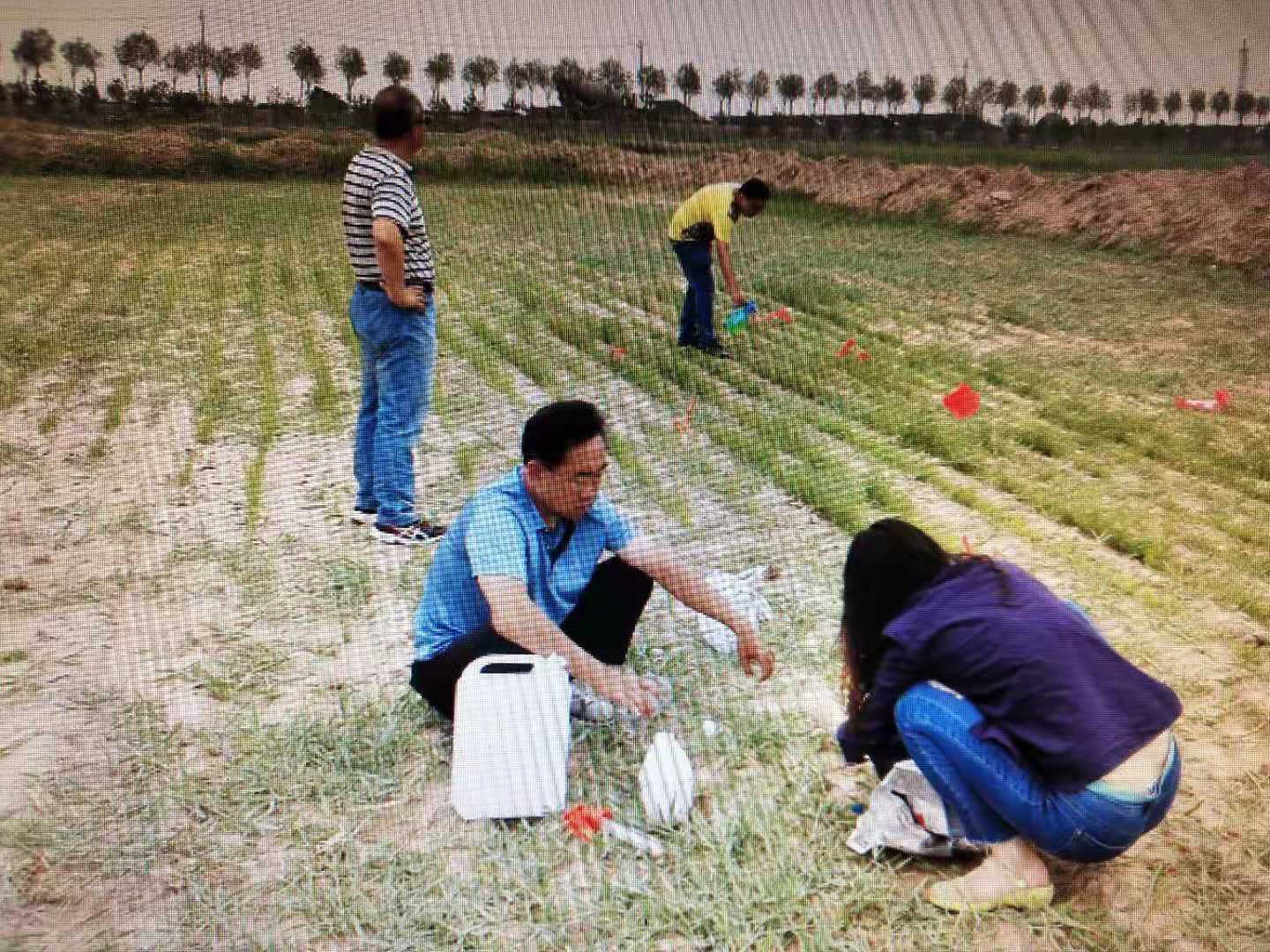 包头市草原站苜蓿施肥小区试验1